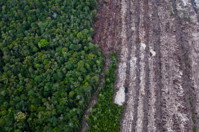 Еврокомиссия вырубки лесов